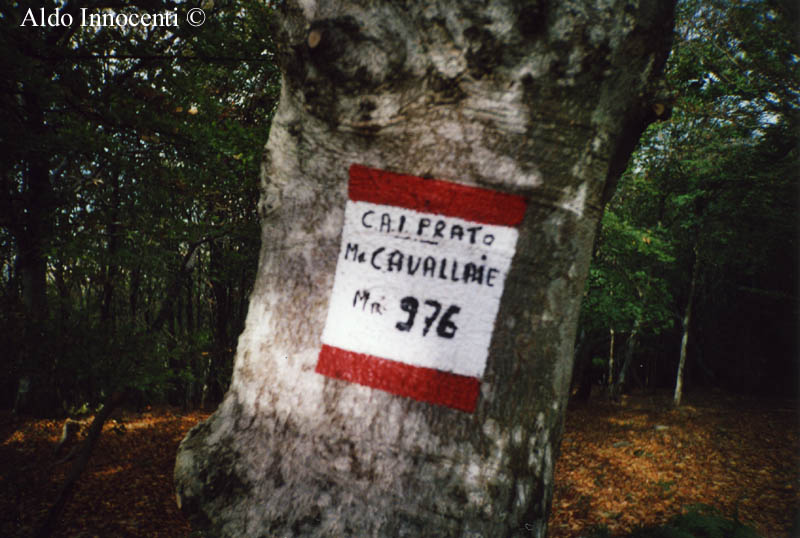 VETTA DEL MONTE CAVALLAIE